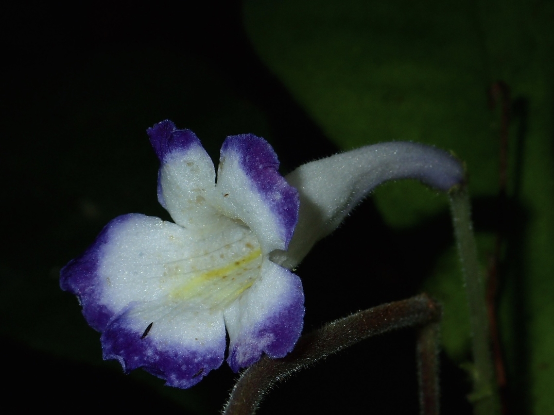 Flowers - Codonoboea quinquevulnera  Codonoboea quinquevulnera,Flowers,Malaysia,Pahang