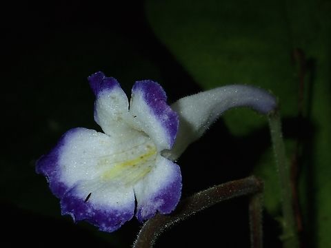 Codonoboea quinquevulnera