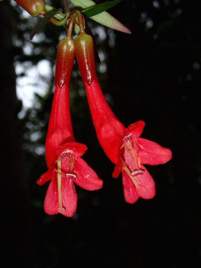 Flowers - Aeschynanthus pulcher  Aeschynanthus pulcher,Flowers,Malaysia,Pahang