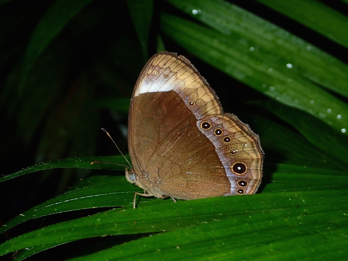 White-Bar Bushbrown - Mycalesis anaxias  Butterfly,Malaysia,Mycalesis anaxias,Pahang,White-bar bushbrown