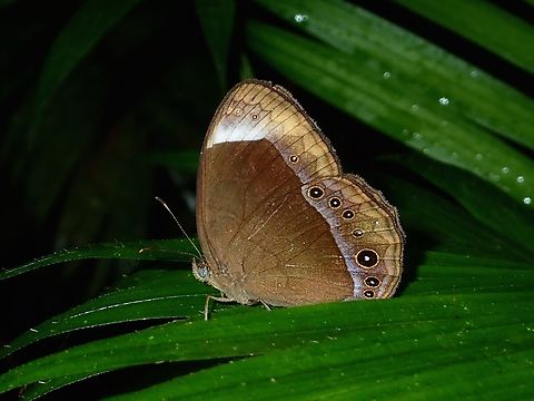 White-Bar Bushbrown - Mycalesis anaxias Butterfly,Malaysia,Mycalesis anaxias,Pahang,White-bar bushbrown