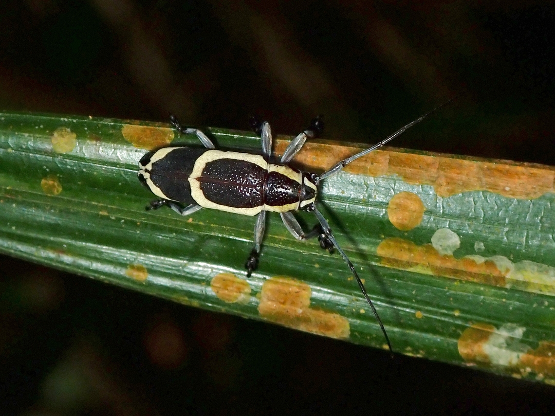 Flat-Faced Longhorn Beetle - Demodes frenata  Beetle,Demodes frenata,Flat-Faced Longhorn Beetle,Longhorn Beetle,Malaysia,Selangor