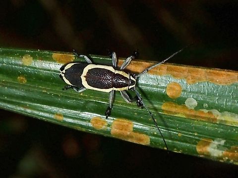 Flat-Faced Longhorn Beetle - Demodes frenata  Beetle,Demodes frenata,Flat-Faced Longhorn Beetle,Longhorn Beetle,Malaysia,Selangor