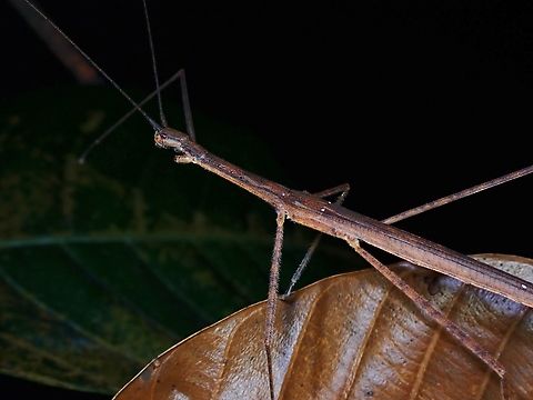 Phasmid/Stick Insect - Asceles malaccae  Asceles malaccae,Malaysia,Phasmatodea,Phasmid,Phasmida,Selangor,Stick Insect