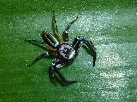 Jumping Spider - Thiania cupreonitens  Jumping Spider,Malaysia,Selangor,Spider,Thiania cupreonitens