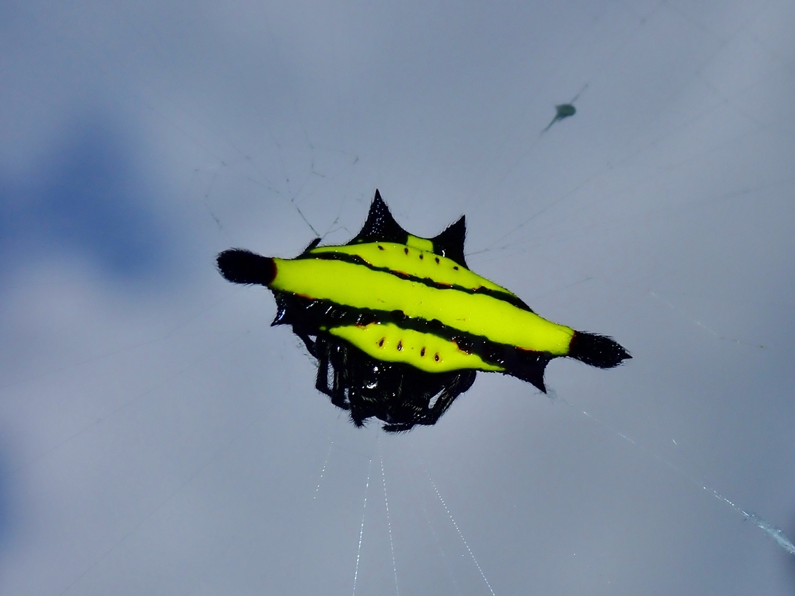 Orbweaver Spider - Gasteracantha sturi  Blunt-Spined Kite Spider,Gasteracantha sturi,Malaysia,Orbweaver Spider,Sabah,Spider