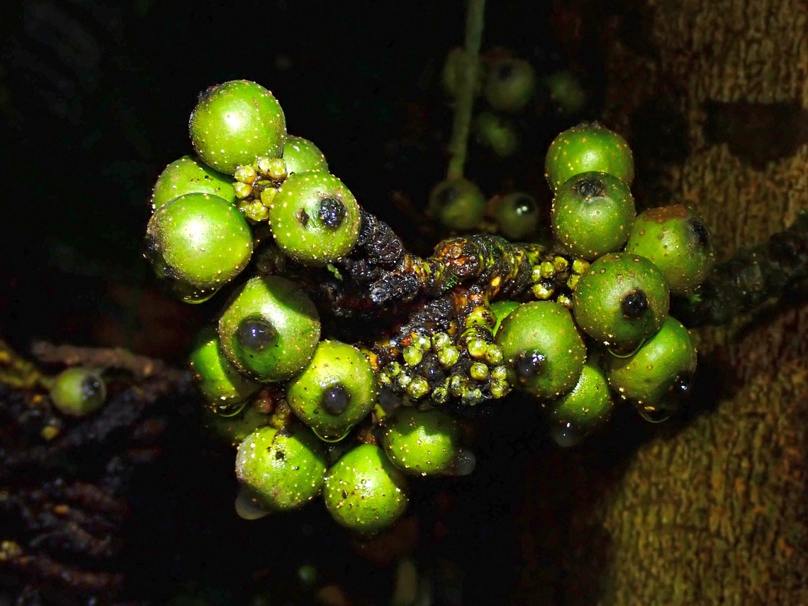 Fig - Ficus rosulata  Ficus rosulata,Fig,Fruits,Malaysia,Sabah