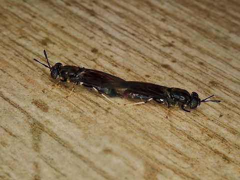 Pair of Black Soldier Fly - Hermetia illucens        Anilao,Batangas,Black Soldier Fly,Hermetia illucens,Philippines