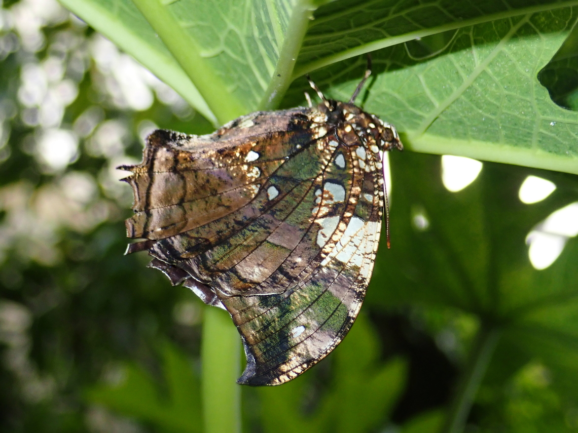 Silver-Studded Leafwing - Hypna clytemnestra  Butterfly,Hypna clytemnestra,Mexico,Silver-Studded Leafwing