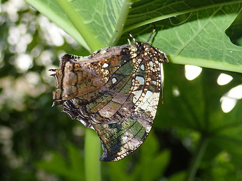 Silver-Studded Leafwing - Hypna clytemnestra  Butterfly,Hypna clytemnestra,Mexico,Silver-Studded Leafwing