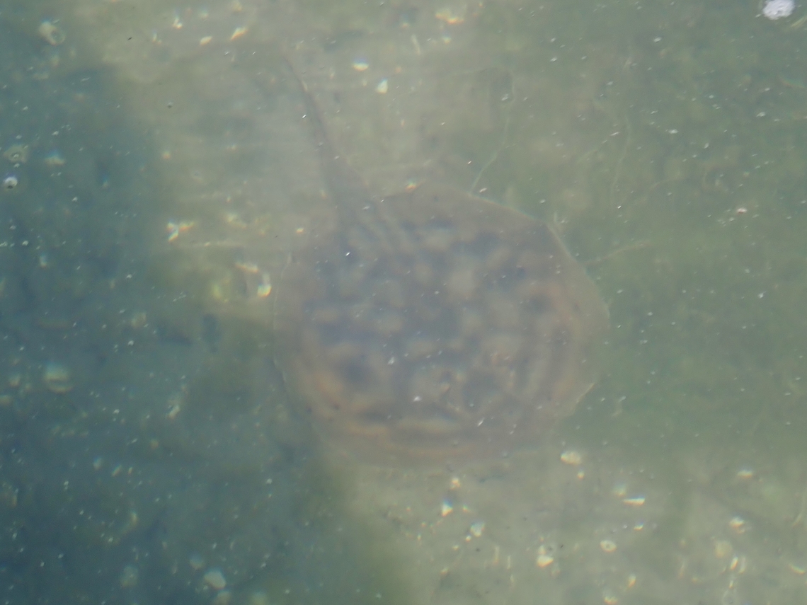 Spotted Round Stingray - Urobatis maculatus     Fish,Mexico,Spotted Round Stingray,Stingray,Urobatis maculatus