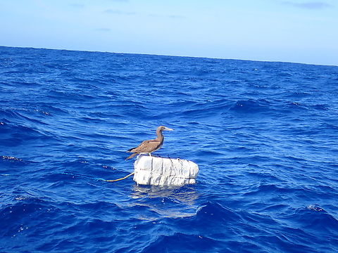 Brown Booby - Sula leucogaster  Bird,Brown booby,Mexico,Sula leucogaster