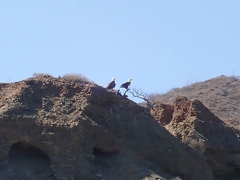 Bald Eagle - Haliaeetus leucocephalus  Bald Eagle,Eagle,Haliaeetus leucocephalus,Mexico