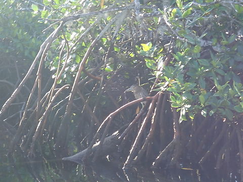 Black-Crowned Night Heron - Nycticorax nycticorax  Bird,Black-Crowned Night Heron,Heron,Mexico,Night Heron,Nycticorax nycticorax