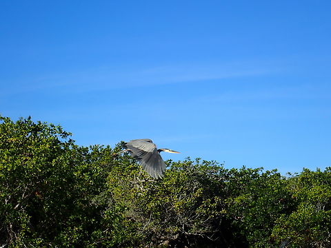Great Blue Heron - Ardea herodias  Ardea herodias,Bird,Blue Heron,Great Blue Heron,Heron,Mexico
