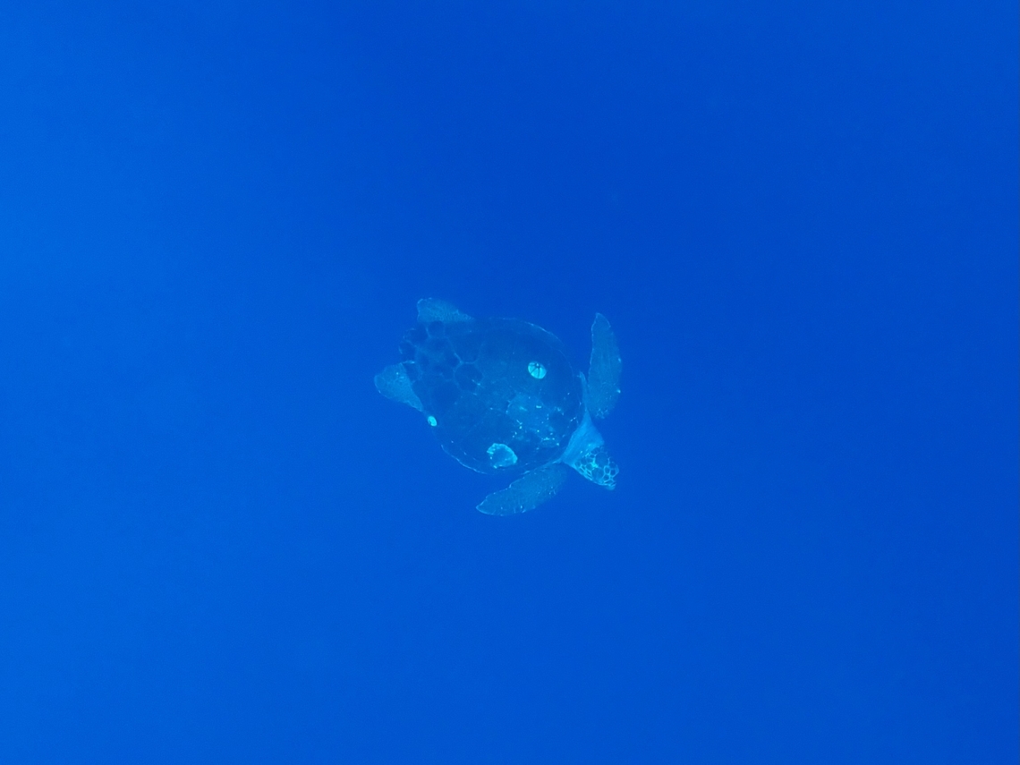 Loggerhead Sea Turtle - Caretta caretta  Caretta caretta,Loggerhead Sea Turtle,Mexico,Sea Turtle,Turtle