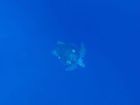Loggerhead Sea Turtle - Caretta caretta  Caretta caretta,Loggerhead Sea Turtle,Mexico,Sea Turtle,Turtle