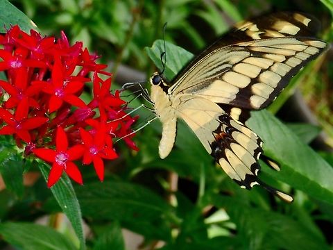 Fluted Swallowtails - Papilio thoas autocles (Updated ID : Heraclides thoas autocles) Sub-species Heraclides thoas autocles (Previously known as Papilio thoas autocles) Butterfly,Fluted Swallowtail,Heraclides thoas autocles,Mexico,Papilio thoas,Swallowtail