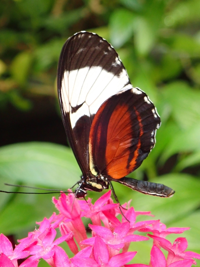 Cydno Longwing - Heliconius cydno galanthus Sub-species - Heliconius cydno ssp. galanthus Butterfly,Cydno Longwing,Heliconius cydno,Heliconius cydno galanthus,Mexico