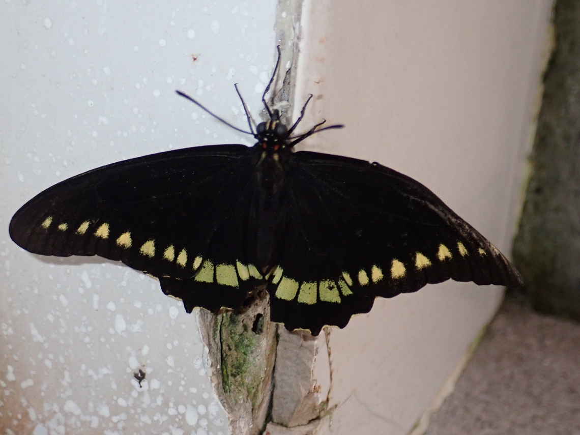 Gold Rim Swallowtail - Battus polydamas polydamas Sub-species - Battus polydamas ssp. polydamas Battus polydamas,Battus polydamas polydamas,Butterfly,Gold Rim Swallowtail,Mexico,Swallowtail