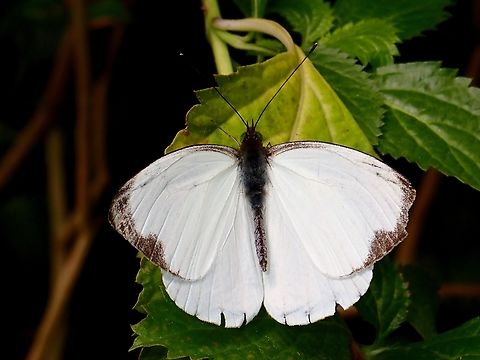Butterfly - Leptophobia aripa elodia Sub-species - Leptophobia aripa elodia Butterfly,Leptophobia aripa,Leptophobia aripa elodia,Mexico