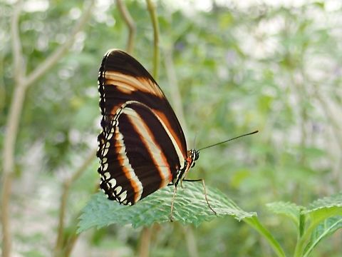 Banded Orange Heliconian - Dryadula phaetusa  Banded Orange Heliconian,Butterfly,Dryadula phaetusa,Mexico