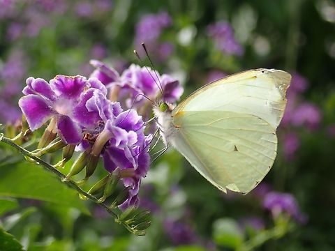Butterfly - Leptophobia aripa elodia Sub-species - Leptophobia aripa elodia Butterfly,Leptophobia aripa,Leptophobia aripa elodia,Mexico