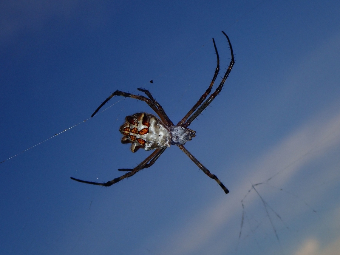 Silver Garden Orbweaver Spider - Argiope argentata  Argiope argentata,Mexico,Orbweaver Spider,Silver Garden Orbweaver,Spider