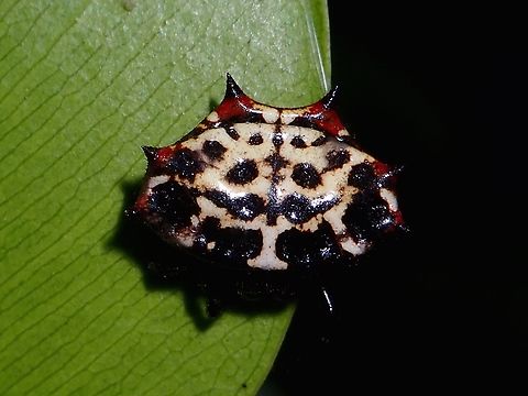 Spinybacked Orbweaver Spider - Gasteracantha cancriformis  Gasteracantha cancriformis,Mexico,Orbweaver Spider,Spider,Spinybacked Orbweaver