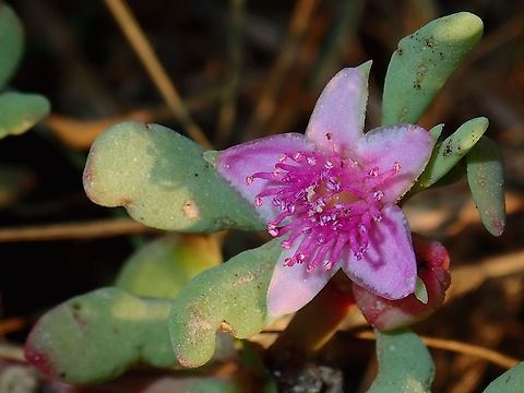 Sea Purslane - Sesuvium portulacastrum  Flowers,Mexico,Sea Purslane,Sesuvium portulacastrum