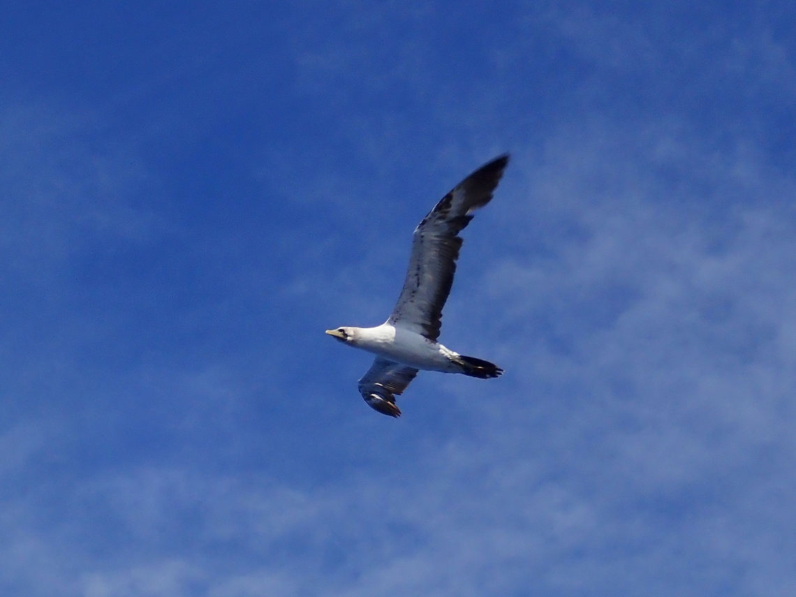 Masked Booby - Sula dactylatra      Bird,Masked Booby,Mexico,Sula dactylatra