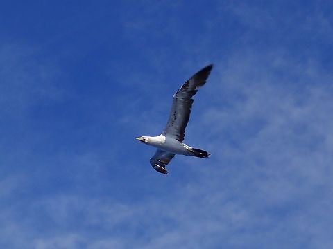 Masked Booby - Sula dactylatra      Bird,Masked Booby,Mexico,Sula dactylatra