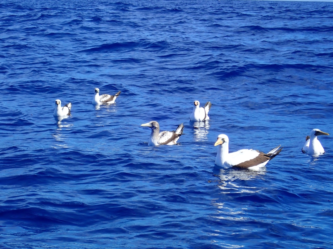 Double Boobies 2 species of Boobies seen in the picture - Sula granti &amp; Sula dactylatra.<br />
<br />
&quot;The three right-most birds have bills orange enough to qualify as Nazca, as does the bird on the left. The second and third birds from the left are less obvious, and I could see the former being a Masked Booby.&quot;     Bird,Mexico,Nazca Booby,Sula granti