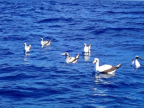 Double Boobies 2 species of Boobies seen in the picture - Sula granti & Sula dactylatra.

"The three right-most birds have bills orange enough to qualify as Nazca, as does the bird on the left. The second and third birds from the left are less obvious, and I could see the former being a Masked Booby."     Bird,Mexico,Nazca Booby,Sula granti