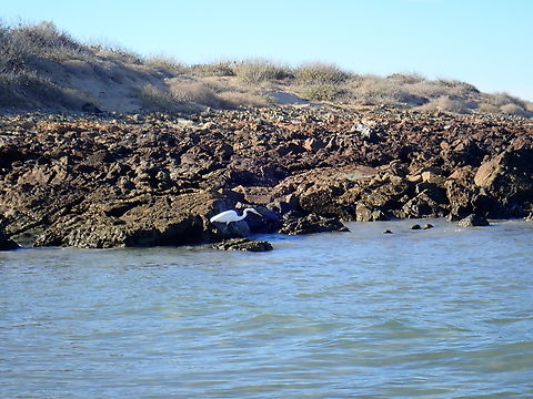 Great Egret - Ardea alba  Ardea alba,Bird,Egret,Great Egret,Mexico