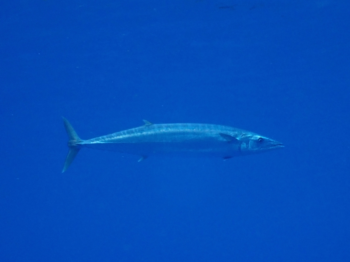 Wahoo - Acanthocybium solandri  Acanthocybium solandri,Fish,Maldives,Wahoo