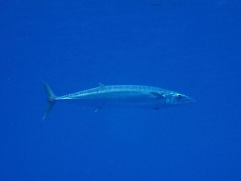 Wahoo - Acanthocybium solandri  Acanthocybium solandri,Fish,Maldives,Wahoo