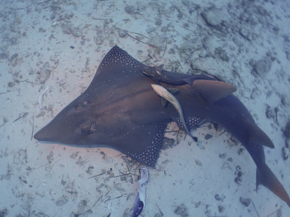 White-Spotted Guitarfish - Rhynchobatus australiae This odd-looking Guitarfish or fondly called Guitar Shark among scuba divers is listed as Critically Endangered in the IUCN Red List. Fish,Guitar Shark,Maldives,Rhynchobatus australiae,White-Spotted Guitarfish