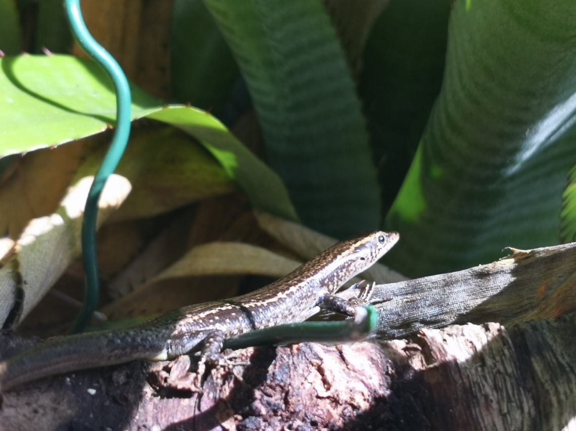 Mottled Snake-Eyed Skink - Cryptoblepharus poecilopleurus  Cryptoblepharus poecilopleurus,French Polynesia,Mottled Snake-Eyed Skink,Skink,Tahiti