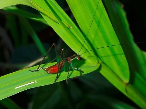 Long-Horned Meadow Katydid - Conocephalus saltator       Conocephalus saltator,French Polynesia,Katydid,Long-Horned Meadow Katydid,Meadow Katydid,Tahiti