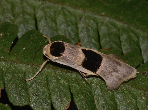 Lichen Moth - Teulisna karena  Lichen Moth,Malaysia,Moth,Pahang,Teulisna Karena