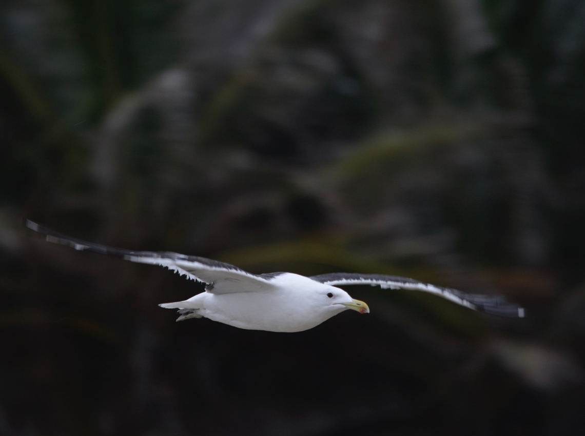 Cape Gull - Larus dominicanus vetula Sub-species Larus dominicanus ssp. vetula Bird,Cape Gull,Gull,Larus dominicanus,Larus dominicanus vetula,South Africa