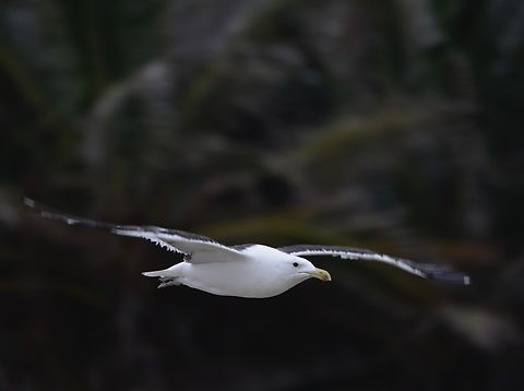 Cape Gull - Larus dominicanus vetula Sub-species Larus dominicanus ssp. vetula Bird,Cape Gull,Gull,Larus dominicanus,Larus dominicanus vetula,South Africa