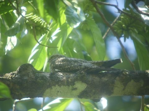 Lesser Nighthawk - Chordeiles acutipennis  Bird,Chordeiles acutipennis,Costa Rica,Lesser Nighthawk,Nighthawk