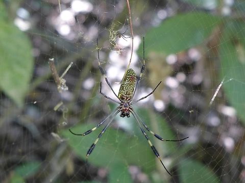 Golden Silk Spider - Trichonephila clavipes  Costa Rica,Golden Silk Spider,Spider,Trichonephila clavipes