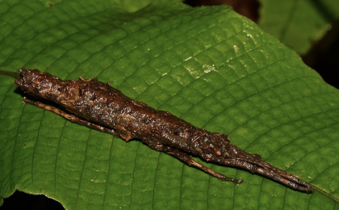 Phasmid/Stick Insect - Orestes guangxiensis  Hong Kong,Orestes guangxiensis,Phasmatodea,Phasmid,Phasmida,Stick Insect