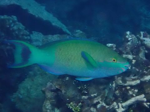 Sixband Parrotfish - Scarus frenatus  Fish,Maldives,Parrotfish,Scarus frenatus,Sixband Parrotfish