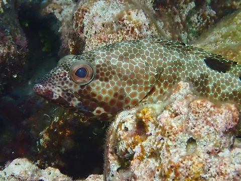 Foursaddle Grouper