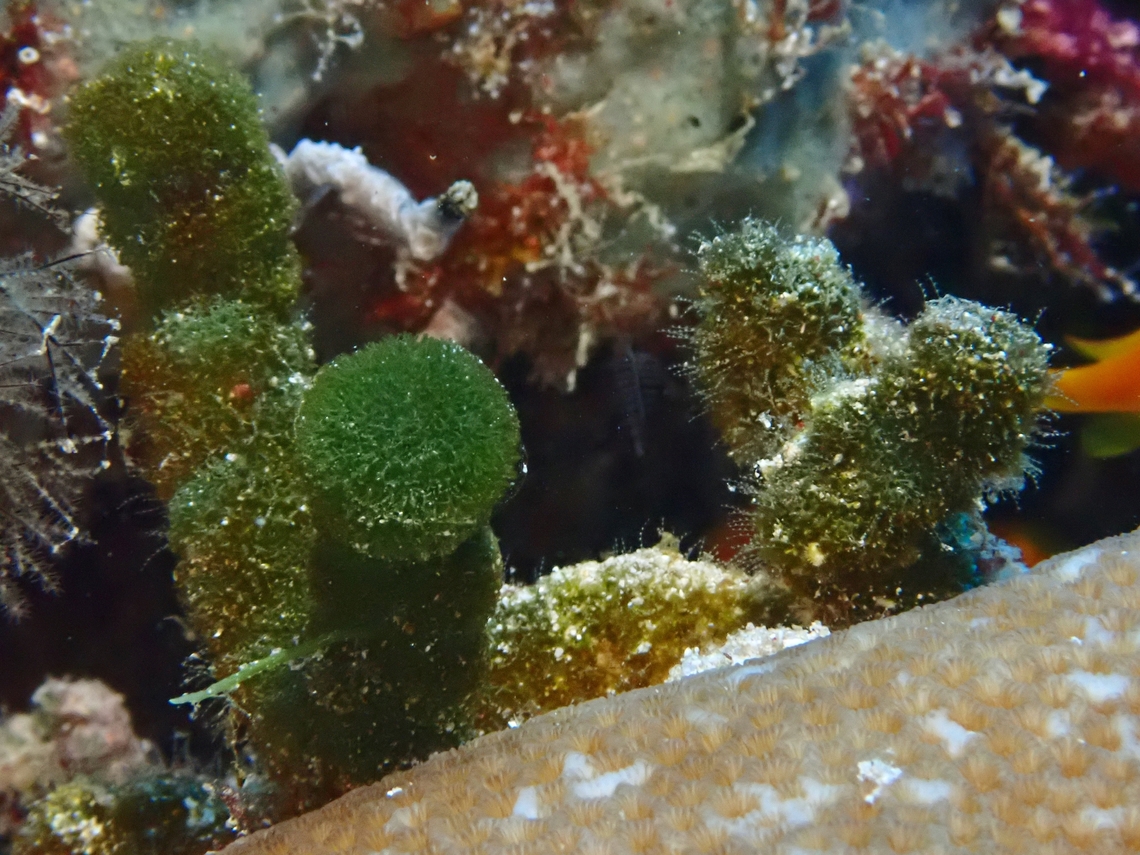 Green Spongeball Chain - Tydemania expeditionis  Green Spongeball Chain,Maldives,Sea Algae,Tydemania expeditionis