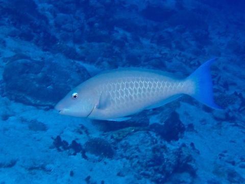 Indian Longnose Parrotfish - Hipposcarus harid  Hipposcarus harid,Indian Longnose Parrotfish,Longnose Parrotfish,Parrotfish